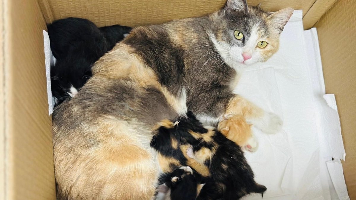 Van’da anaokuluna sığınan kedi, 6 yavru doğurdu