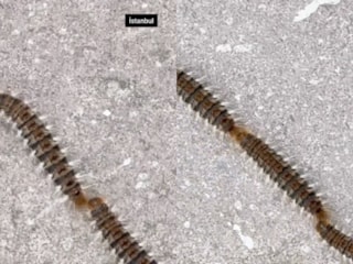 İstanbul’da tırtıl alarmı: Temas eden yandı