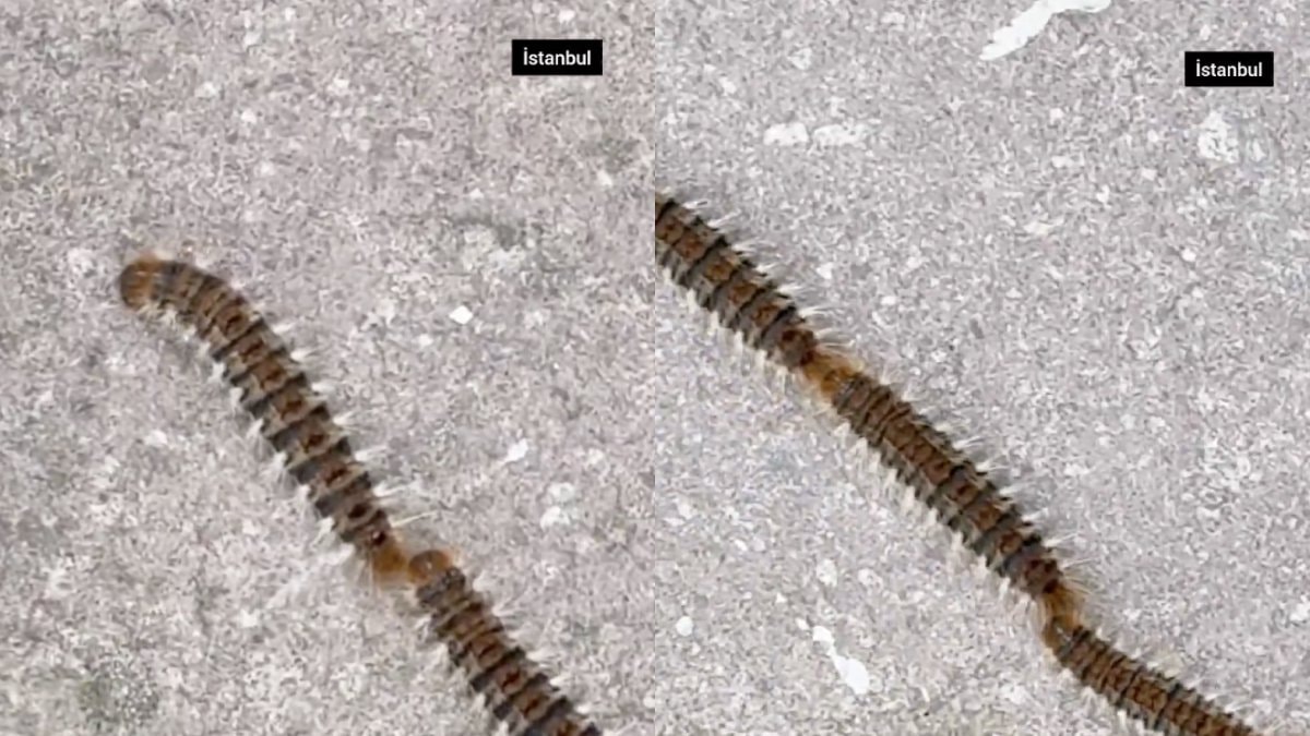 İstanbul’da tırtıl alarmı: Temas eden yandı