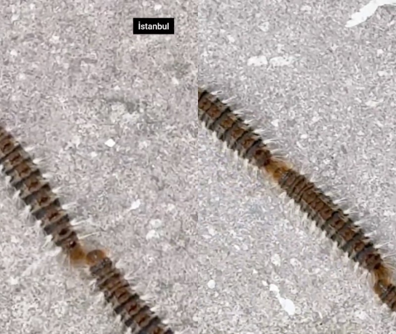 İstanbul’da tırtıl alarmı: Temas eden yandı