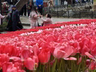 İstanbul'da lale dönemi başladı