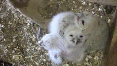 Hiç es geçmedi: Bir baykuşun 20 yıldır yaptığına bakın