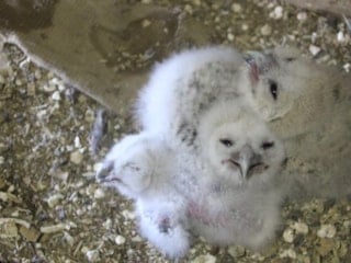 Hiç es geçmedi: Bir baykuşun 20 yıldır yaptığına bakın