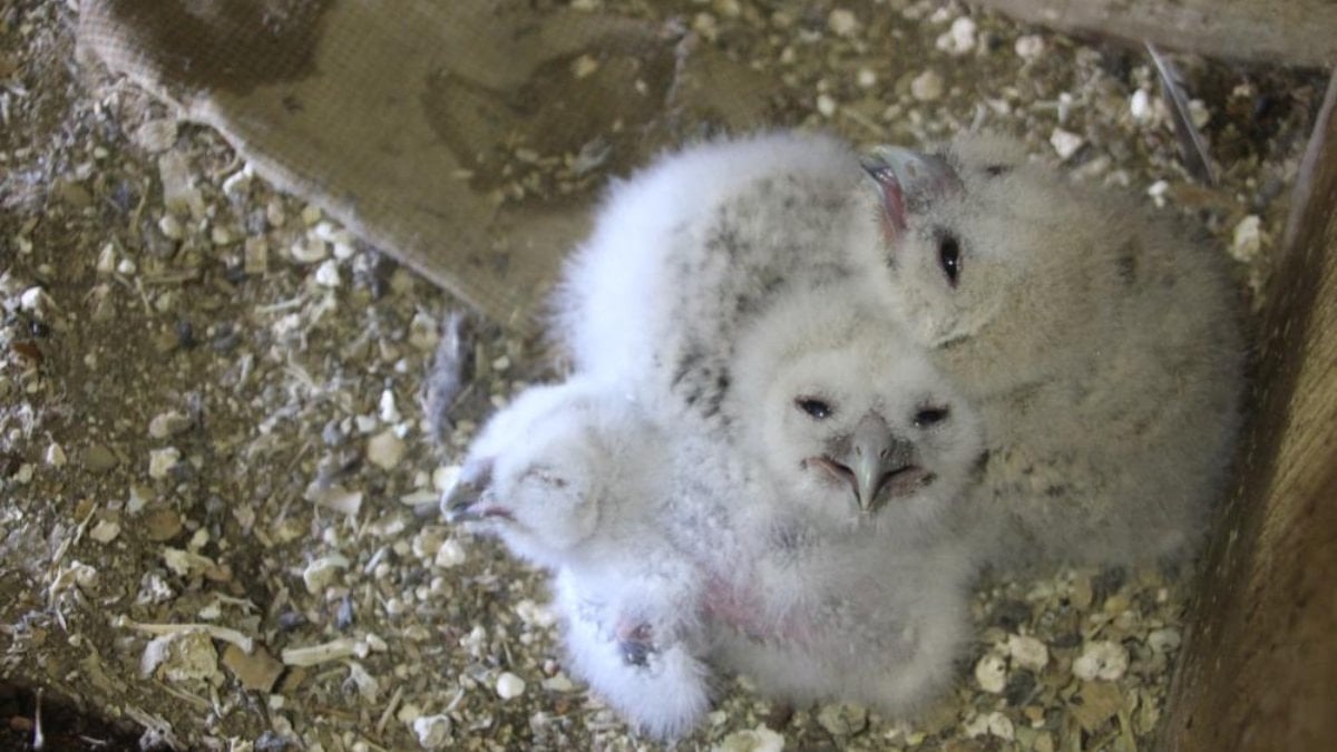 Hiç es geçmedi: Bir baykuşun 20 yıldır yaptığına bakın