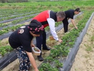 İzmir’de hasadı başladı: Kadınların geçim kaynağı oldu