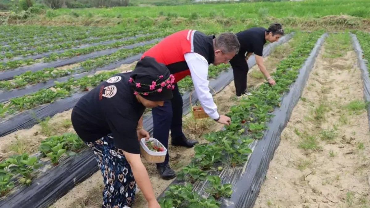 İzmir’de hasadı başladı: Kadınların geçim kaynağı oldu