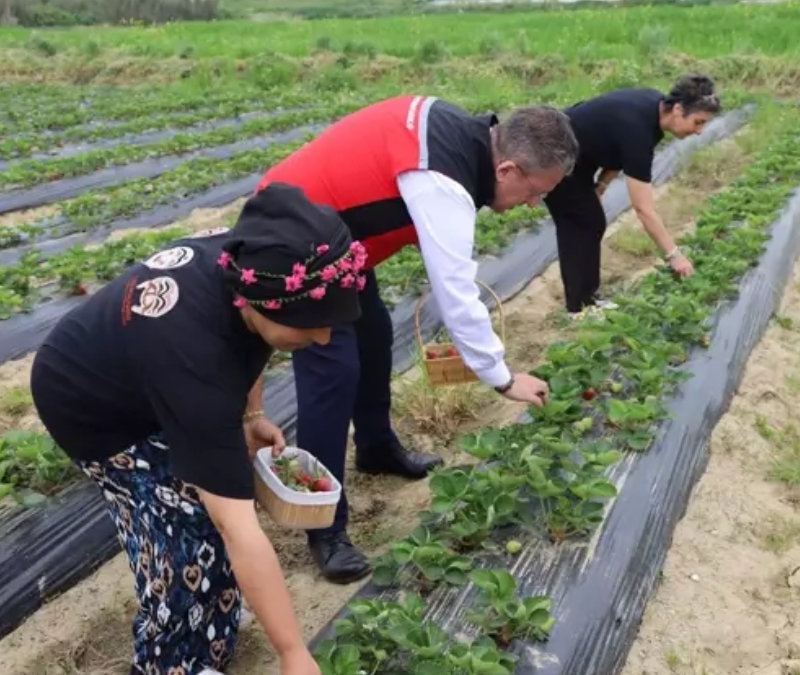 İzmir’de hasadı başladı: Kadınların geçim kaynağı oldu