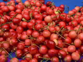 Manisa’da 'kırmızı altın' sezonu açtı: İlk kirazın kilosu 6 bin lira
