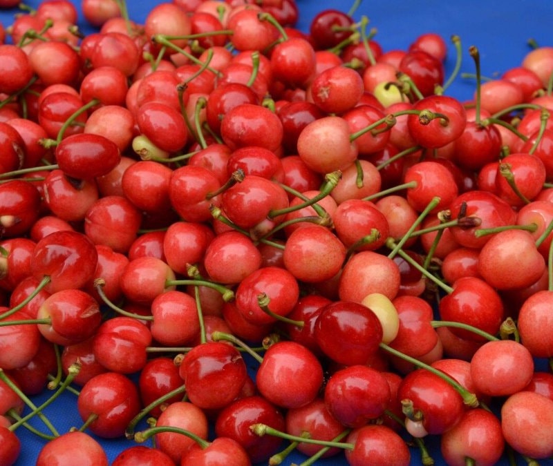 Manisa’da 'kırmızı altın' sezonu açtı: İlk kirazın kilosu 6 bin lira