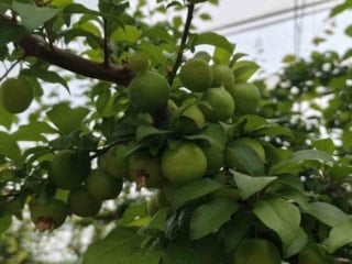 Can erik çıktı: İşte fiyatı