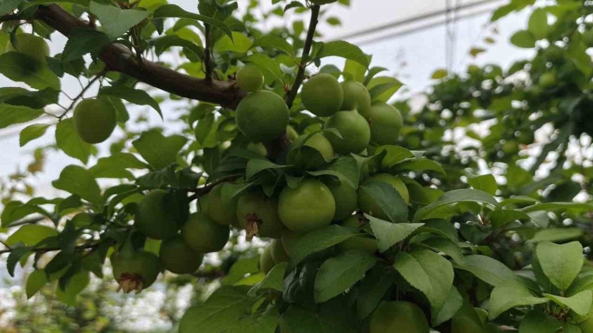 Can erik çıktı: İşte fiyatı