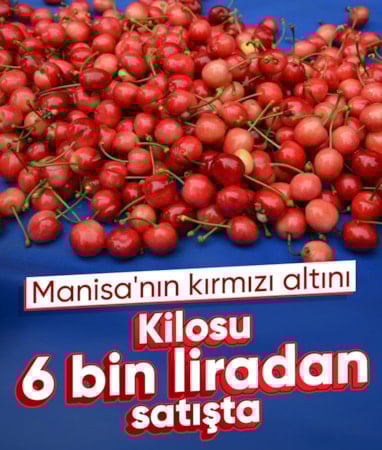Manisa’da 'kırmızı altın' sezonu açtı: İlk kirazın kilosu 6 bin lira