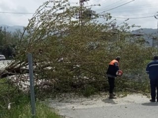 Osmaniye’de fırtına hayatı felç etti: Devrilen ağaçlar yolları kapattı