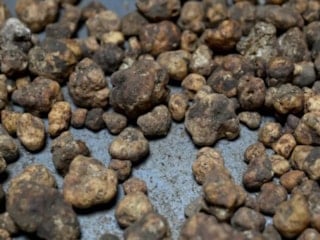 İtalya’da öğrendi, Edirne’de yetiştirdi: Kilosu 20 bin TL