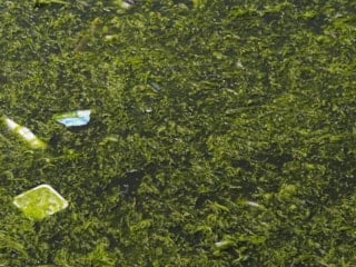 İzmir'de yosun sorunu yeniden gündemde: Körfezi'ni deniz marulu kapladı