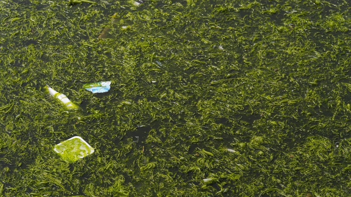 İzmir'de yosun sorunu yeniden gündemde: Körfezi'ni deniz marulu kapladı