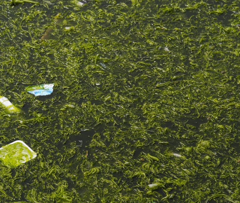 İzmir'de yosun sorunu yeniden gündemde: Körfezi'ni deniz marulu kapladı