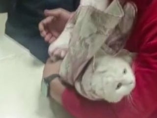 Adıyaman'da lavabo giderine sıkışan kediye hassas müdahale