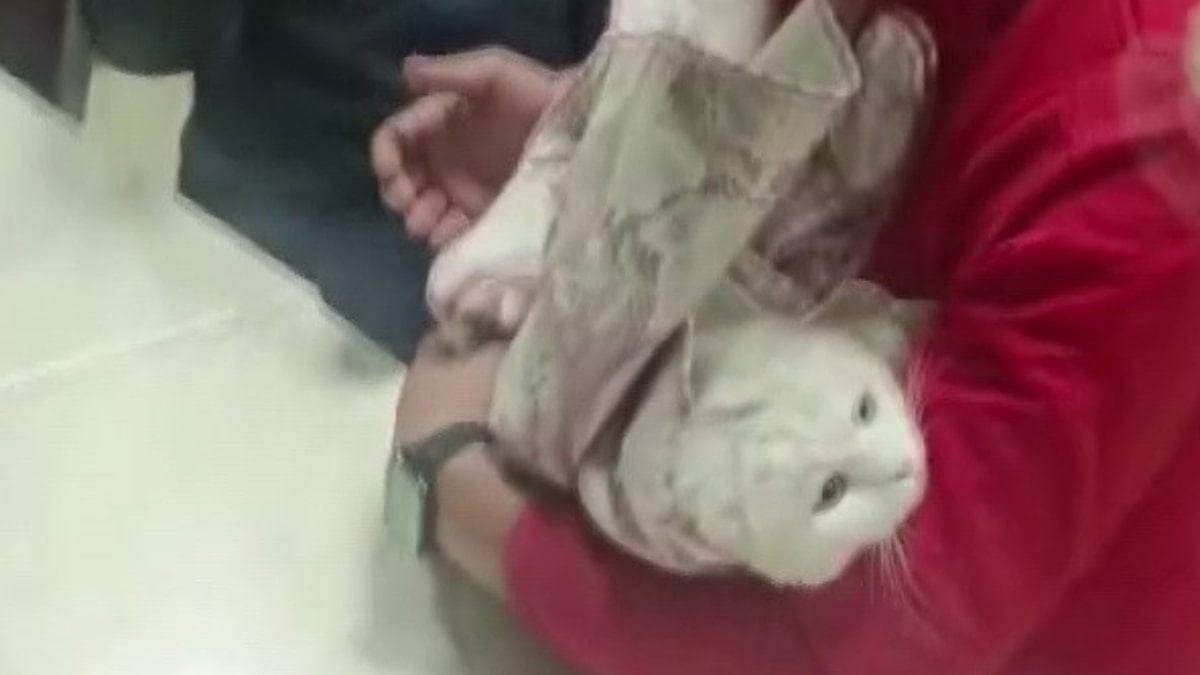 Adıyaman'da lavabo giderine sıkışan kediye hassas müdahale