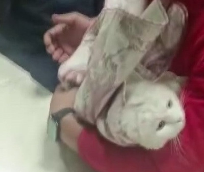 Adıyaman'da lavabo giderine sıkışan kediye hassas müdahale