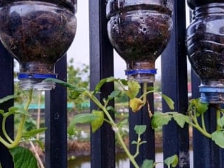 Daha verimli domates yetiştirmek için baş aşağı asın: İşte sebebi