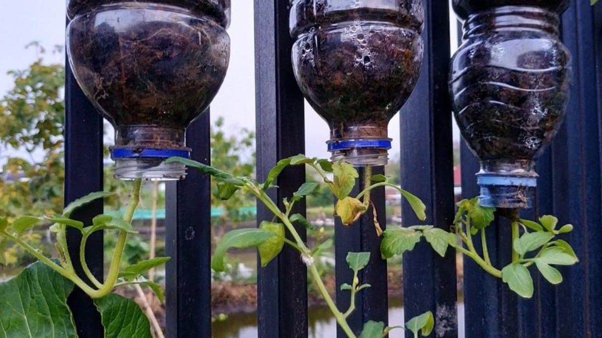 Daha verimli domates yetiştirmek için baş aşağı asın: İşte sebebi