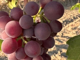 Avşar Üzümü’ne coğrafi işaret tescili