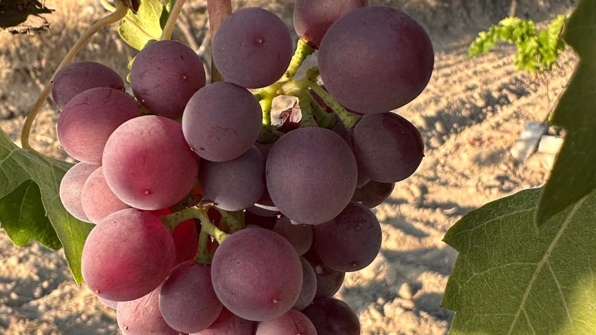 Avşar Üzümü’ne coğrafi işaret tescili