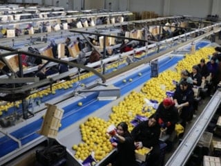 Türkiye, 3 ayda en fazla yaş meyve sebzeyi Irak'a gönderdi