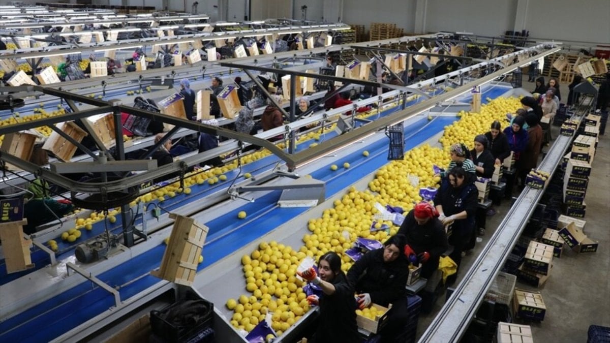 Türkiye, 3 ayda en fazla yaş meyve sebzeyi Irak'a gönderdi