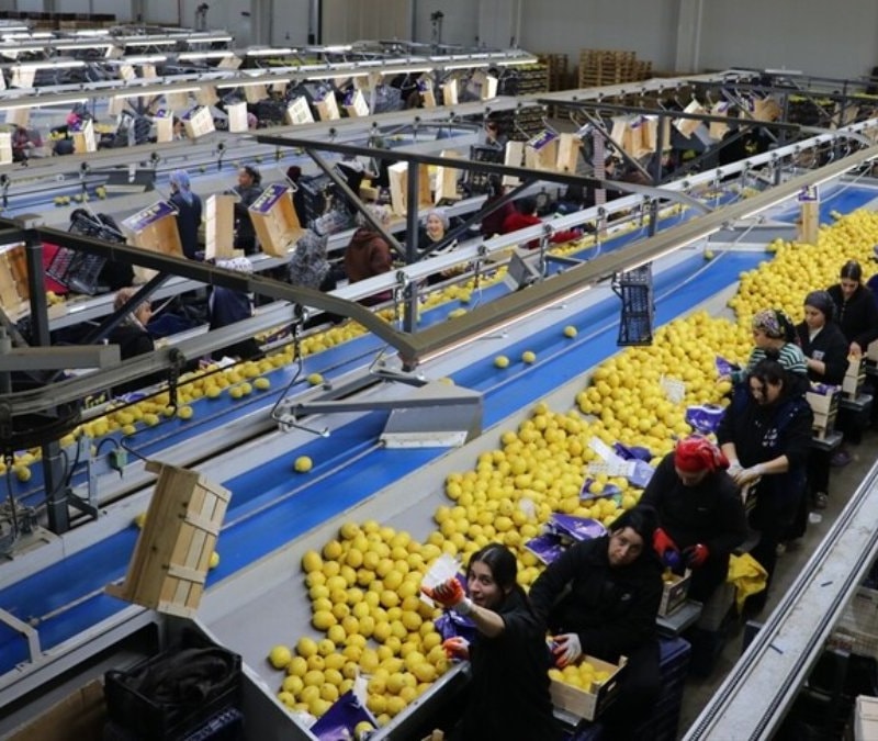 Türkiye, 3 ayda en fazla yaş meyve sebzeyi Irak'a gönderdi