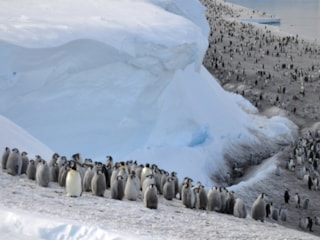 Küresel ısınmayla Antarktika'nın penguen ve fok popülasyonunu tehlike altında