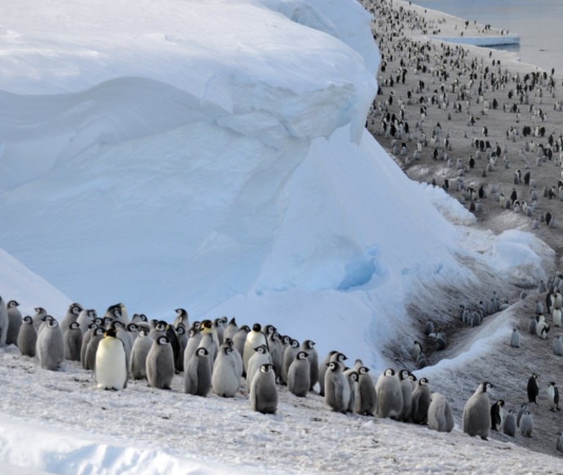 Küresel ısınmayla Antarktika'nın penguen ve fok popülasyonunu tehlike altında