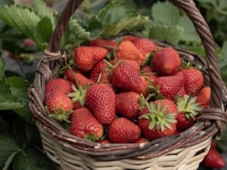 İzmir'de Emiralem çileğinde verim arttı