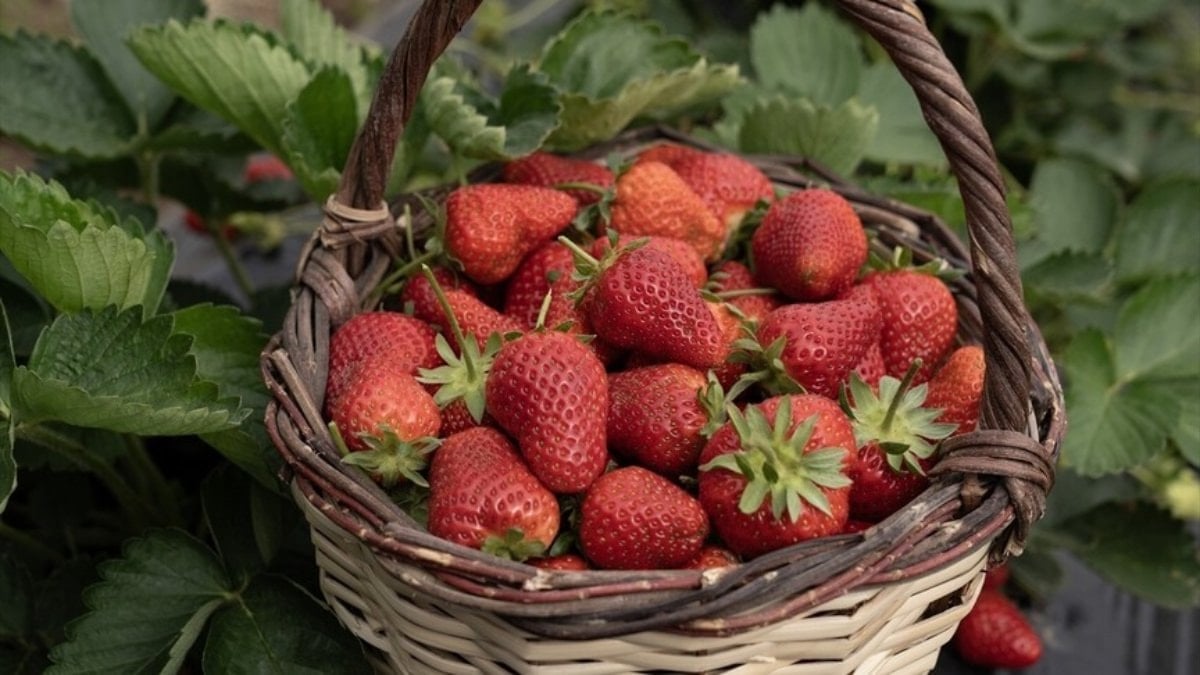 İzmir'de Emiralem çileğinde verim arttı