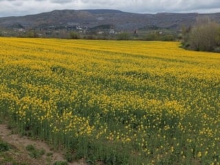 Amasya'da kanolalar çiçek açtı: Tarlalar sarıya boyadı