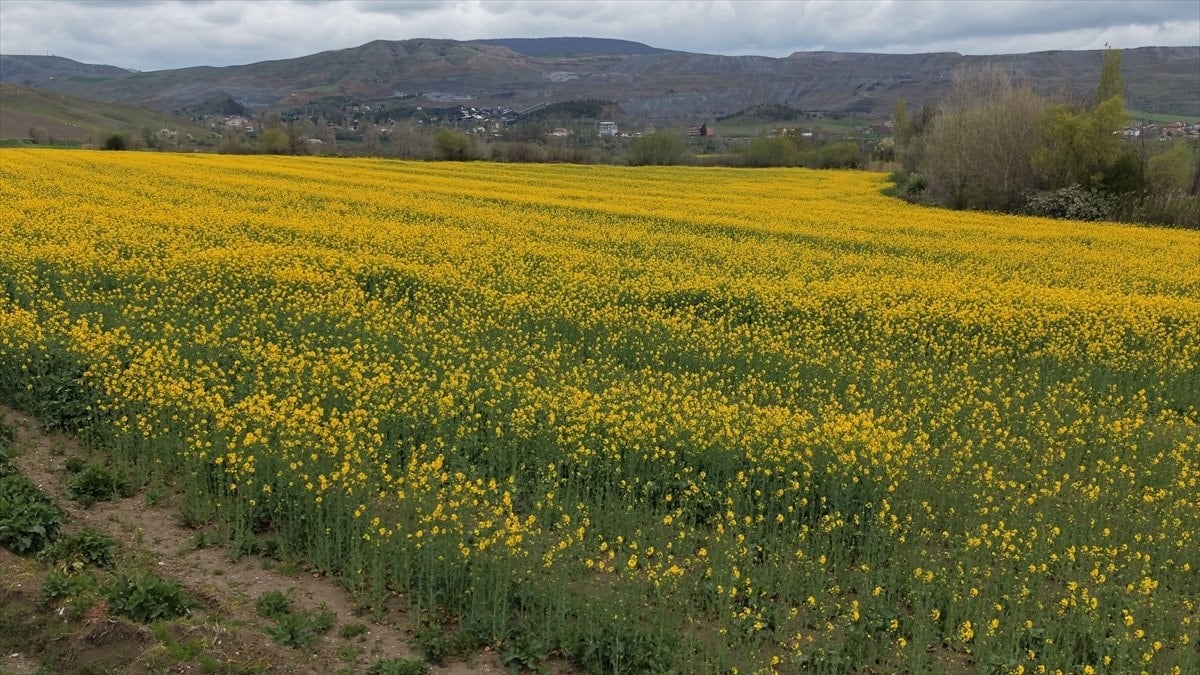Amasya'da kanolalar çiçek açtı: Tarlalar sarıya boyadı