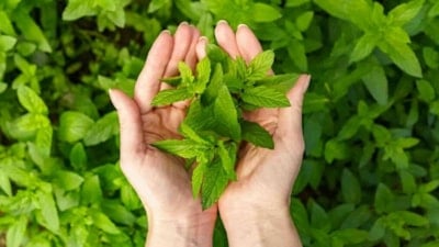 İştah kapatan bitki: Sabahları 1-2 tane çiğneyin