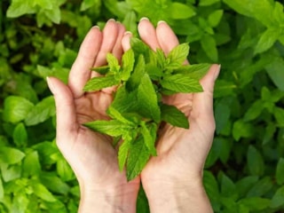 İştah kapatan bitki: Sabahları 1-2 tane çiğneyin