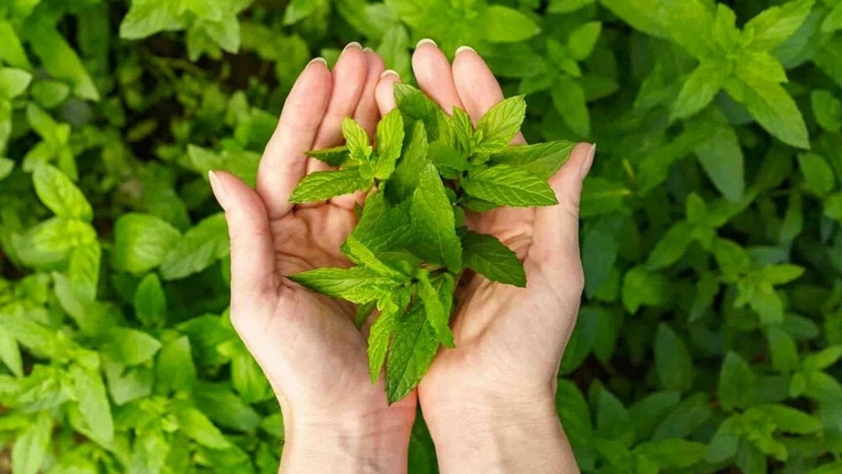 İştah kapatan bitki: Sabahları 1-2 tane çiğneyin