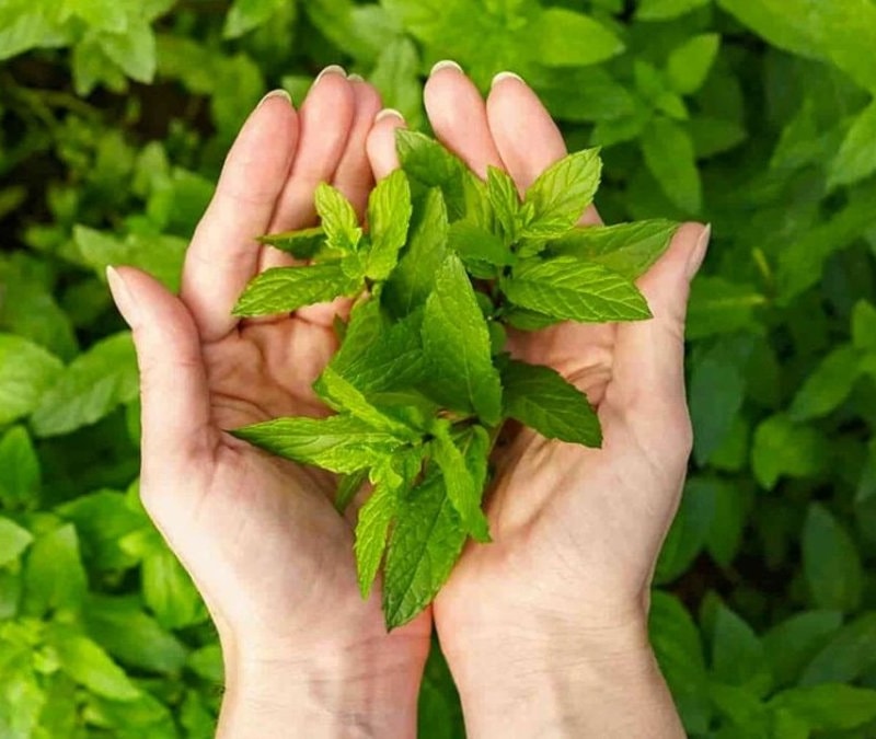 İştah kapatan bitki: Sabahları 1-2 tane çiğneyin