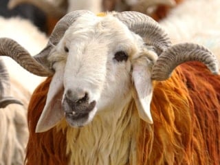 Diyanet, vekaletle kurban kesim bedelini açıkladı