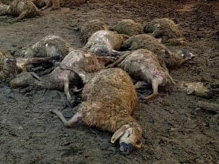 Malatya’da ağıla giren kurt 30 koyunu telef etti