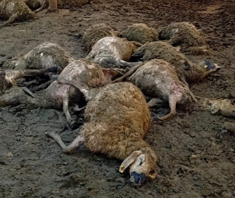 Malatya’da ağıla giren kurt, 30 koyunu telef etti