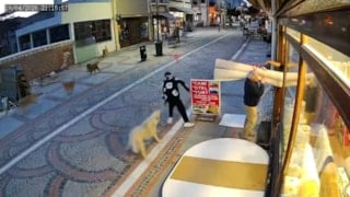 Edirne'de 19 yaşındaki gence köpek saldırdı