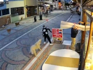 Edirne'de 19 yaşındaki gence köpek saldırdı