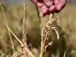İklim krizi tarımı dönüştürüyor: Çözüm yerli ve ata tohumlarda