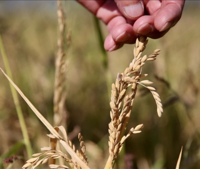 İklim krizi tarımı dönüştürüyor: Çözüm yerli ve ata tohumlarda
