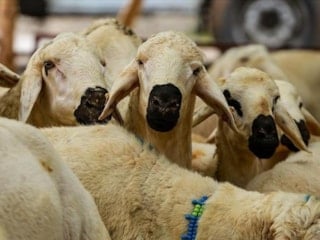 Yurt dışında kurban neden daha ucuz