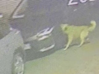 İstanbul'da köpekler araçlara zarar verdi